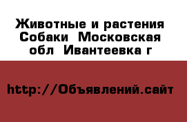 Животные и растения Собаки. Московская обл.,Ивантеевка г.